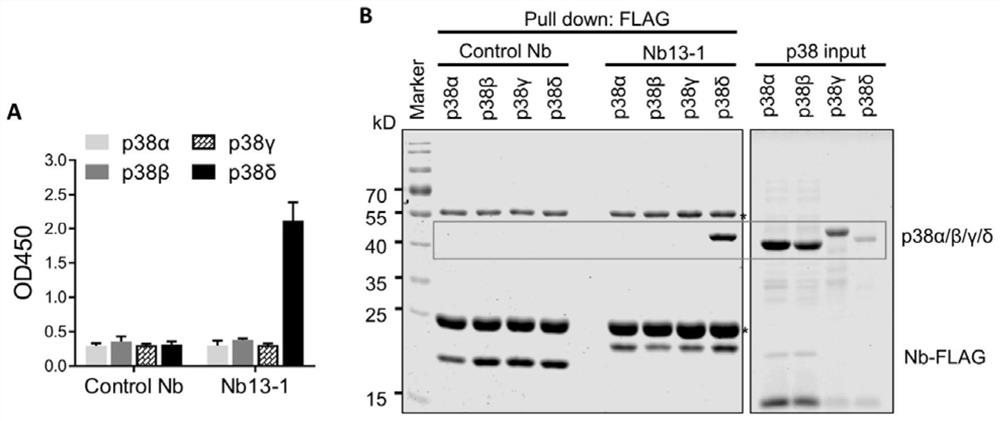 Nanometer antibody specifically binding to protein kinase p38delta, nucleic acid, expression vector, host cell and application thereof