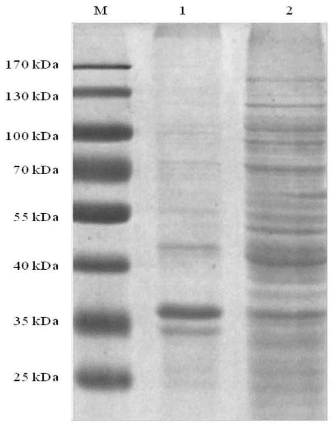 A subunit vaccine of Necrobacterium bovis and preparation method thereof