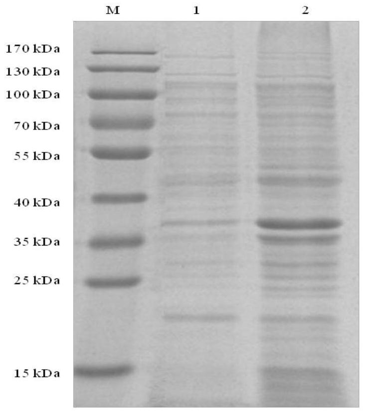 A subunit vaccine of Necrobacterium bovis and preparation method thereof