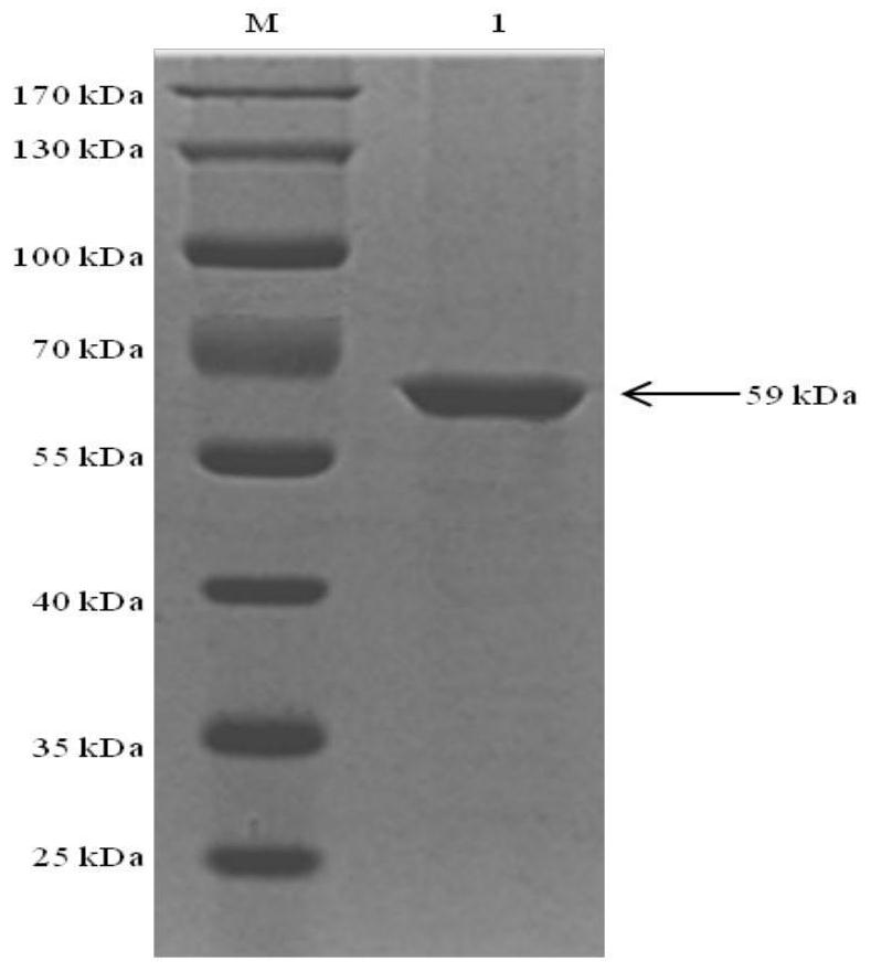 A subunit vaccine of Necrobacterium bovis and preparation method thereof