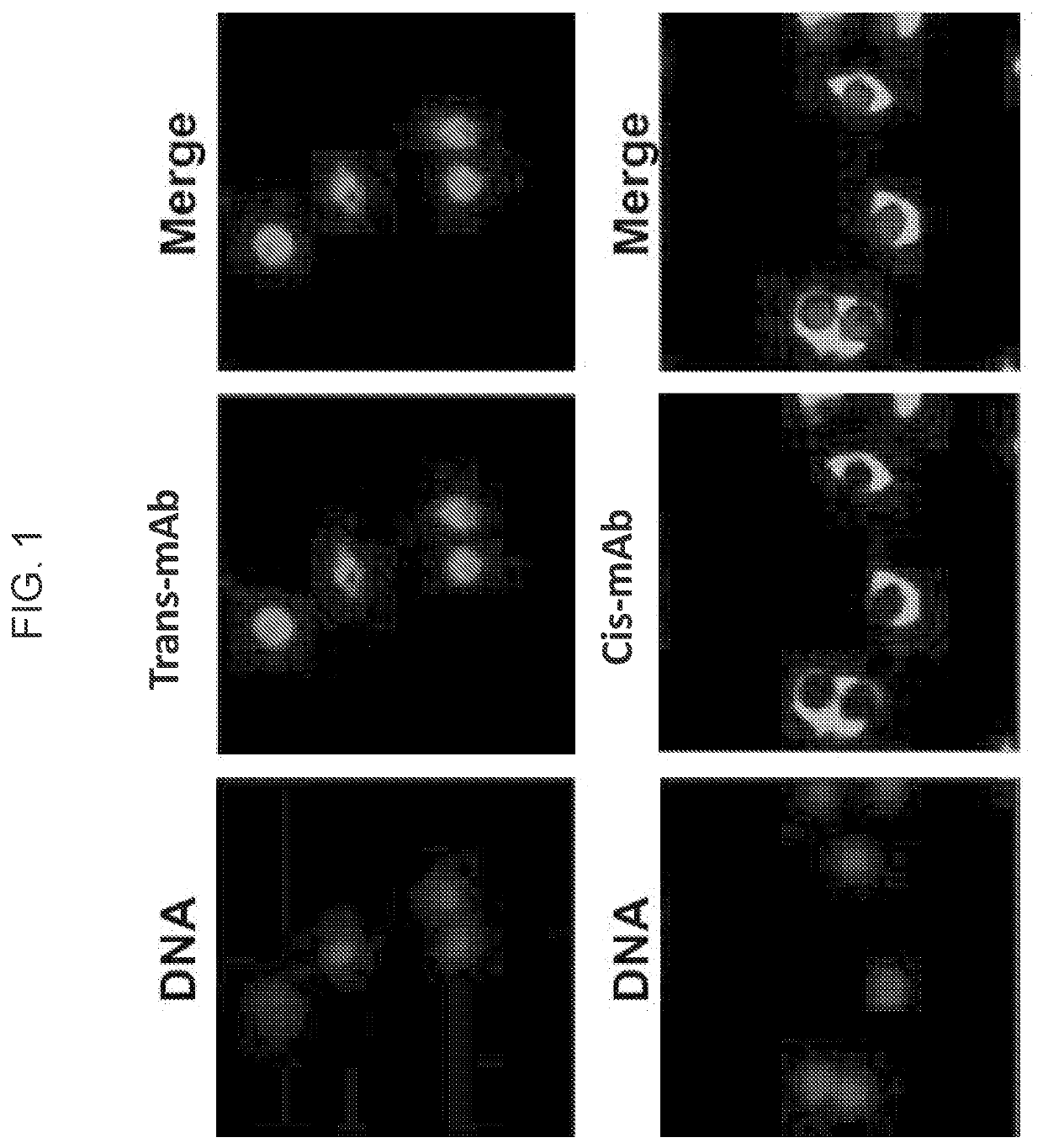 Conformation-specific antibodies that bind nuclear factor kappa-light-chain-enhancer of activated b cells