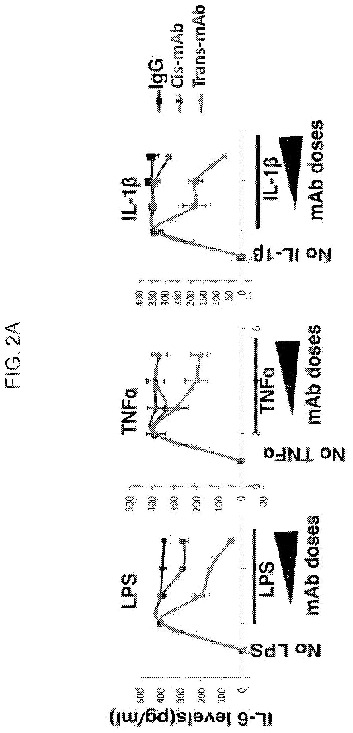 Conformation-specific antibodies that bind nuclear factor kappa-light-chain-enhancer of activated b cells
