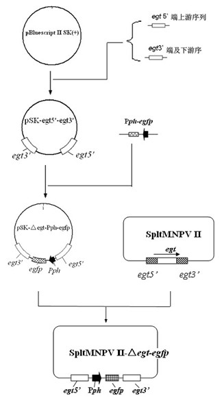 Cotton leafworm genetically engineered virus I and construction method thereof