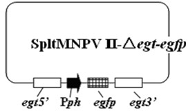 Cotton leafworm genetically engineered virus I and construction method thereof