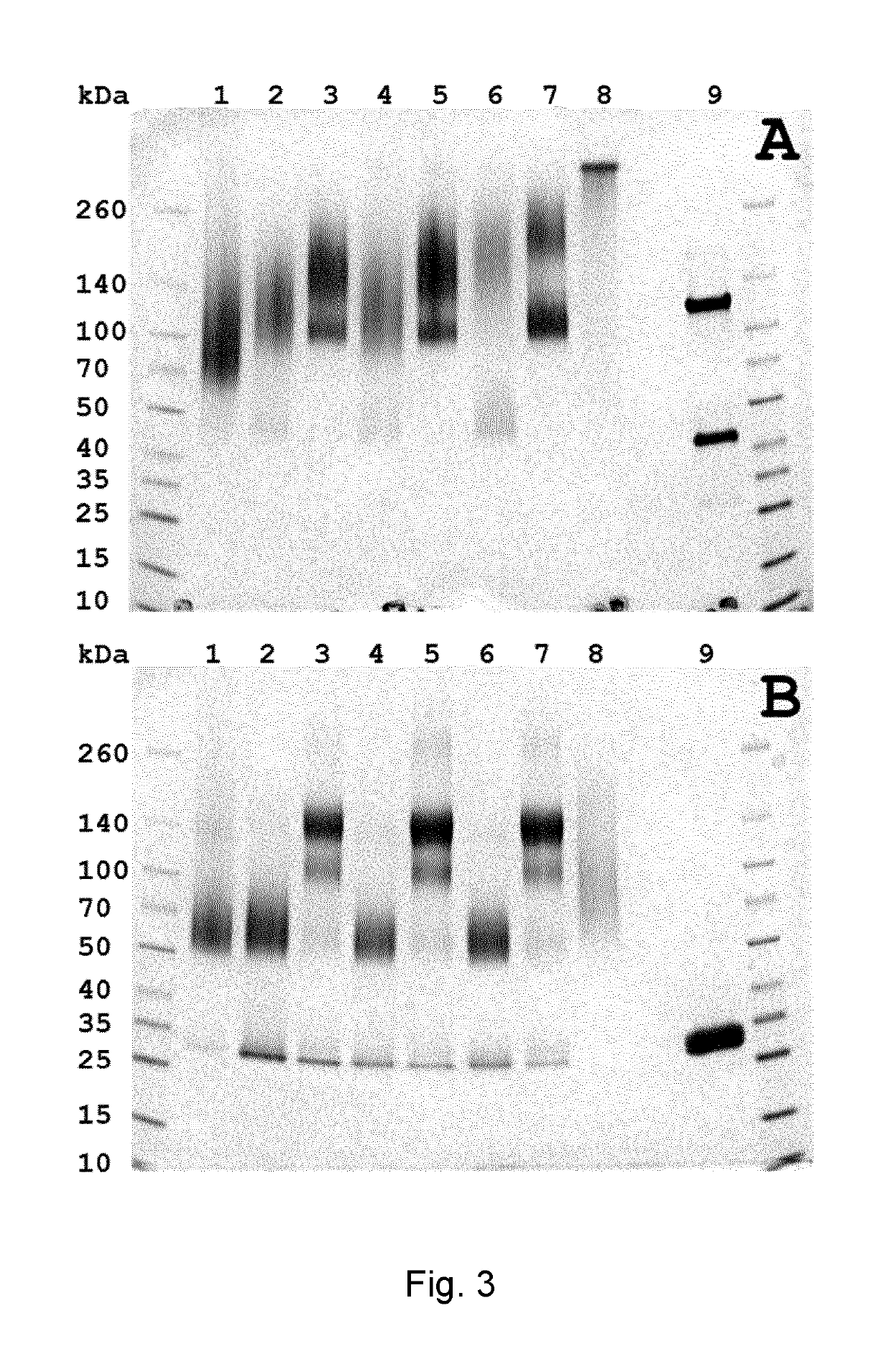 Conjugates comprising an anti-EGFR1 antibody