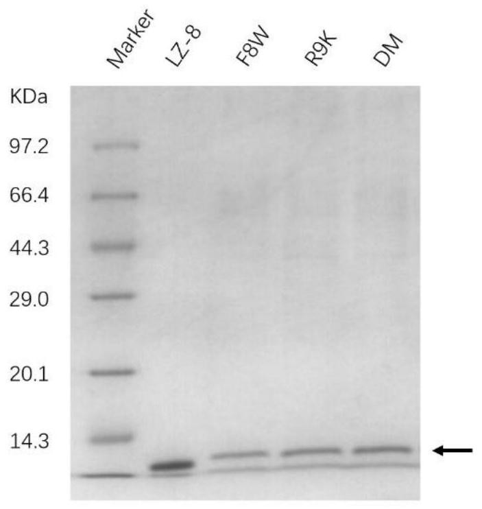 Immunomodulatory protein mutant and nucleotide sequence thereof, recombinant plasmid vector, engineering bacterium, construction method and application
