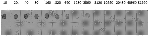 Hybridoma Cell Line Secreting Anti-Chinese Wheat Mosaic Virus Monoclonal Antibody and Application of Monoclonal Antibody