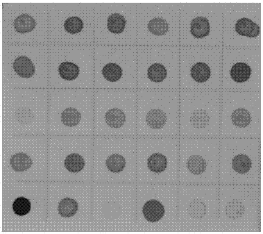 Hybridoma Cell Line Secreting Anti-Chinese Wheat Mosaic Virus Monoclonal Antibody and Application of Monoclonal Antibody