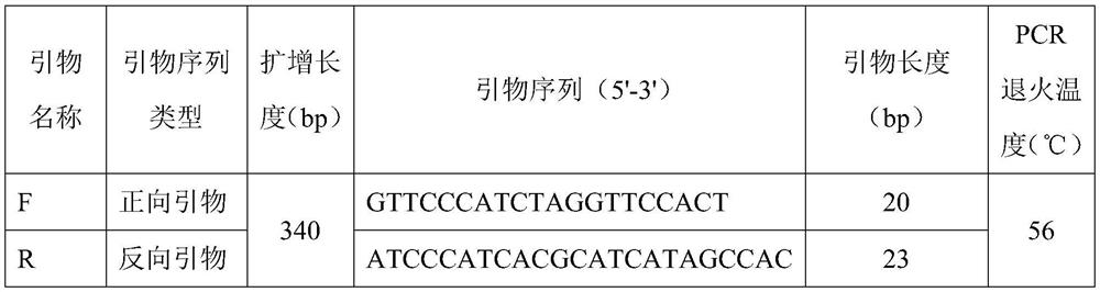 SNP (Single Nucleotide Polymorphism) molecular marker for sex identification of silver arowana and application thereof