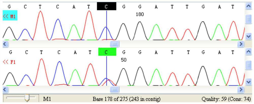 SNP (Single Nucleotide Polymorphism) molecular marker for sex identification of silver arowana and application thereof