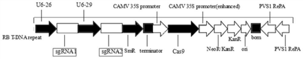 The method of bnac2-gmyb28 gene editing to obtain seeds of low glucosinolate rape
