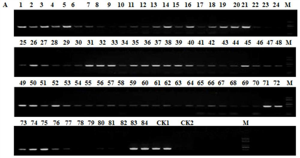The method of bnac2-gmyb28 gene editing to obtain seeds of low glucosinolate rape