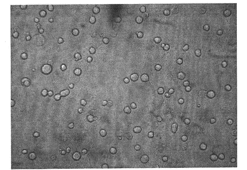 Method for culturing insect cells and preparing HPV (human papillomavirus) 16/18 L1 proteins by applying biological reactor