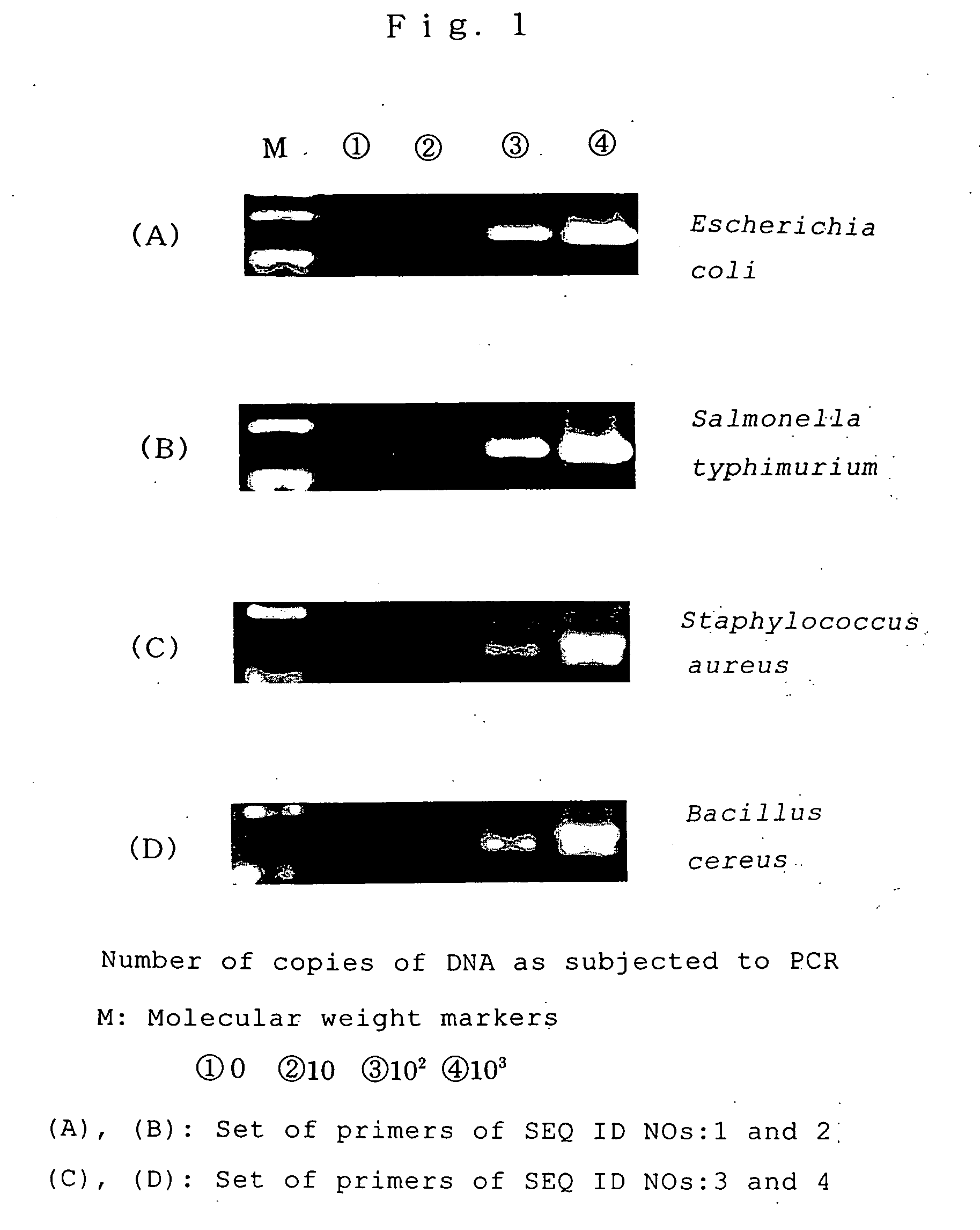 Primers and method of detecting bacteria