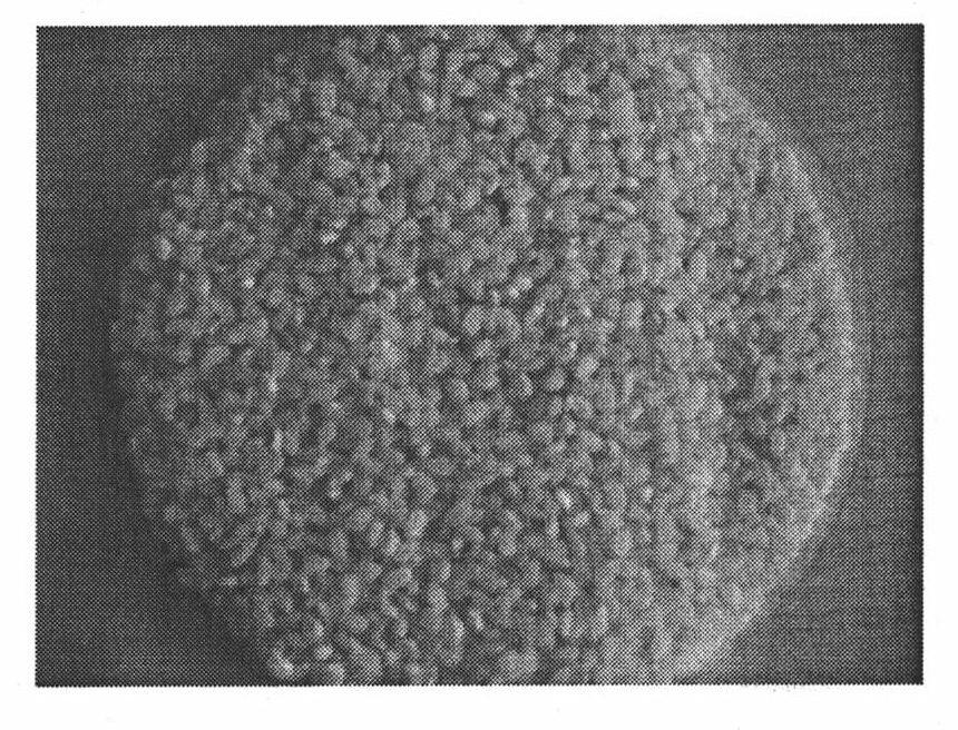 Novel food moulding judging method