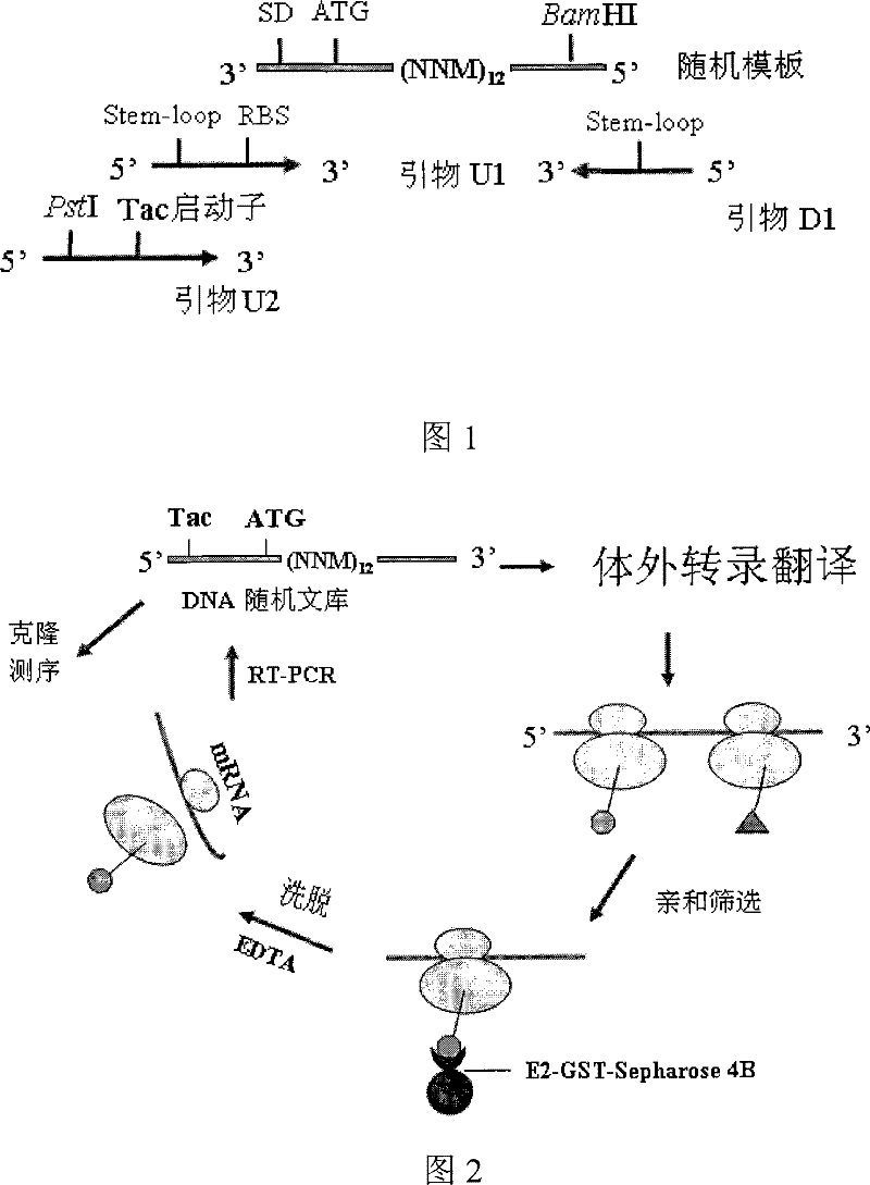 12 peptide ZA for inhibiting hepatitis c virus to infect human cell and preparation method and application