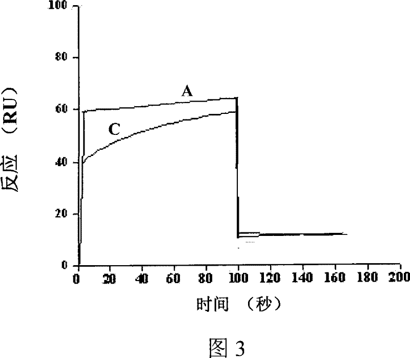 12 peptide ZA for inhibiting hepatitis c virus to infect human cell and preparation method and application