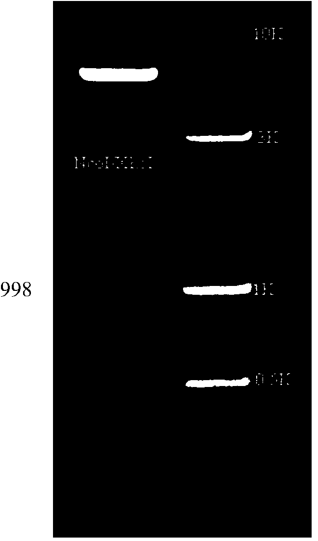Epitope vaccine for resisting subgroup J avian leukosis virus infection as well as preparation method and application of epitope vaccine