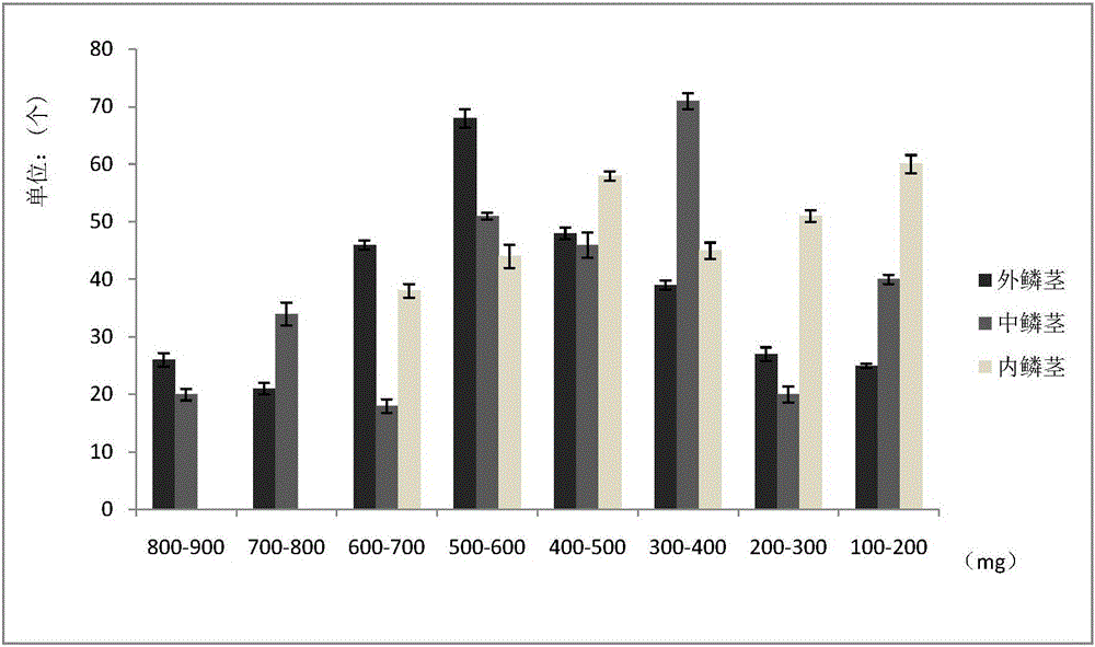 Method for poikilothermic treatment of lily seedballs based on phase change