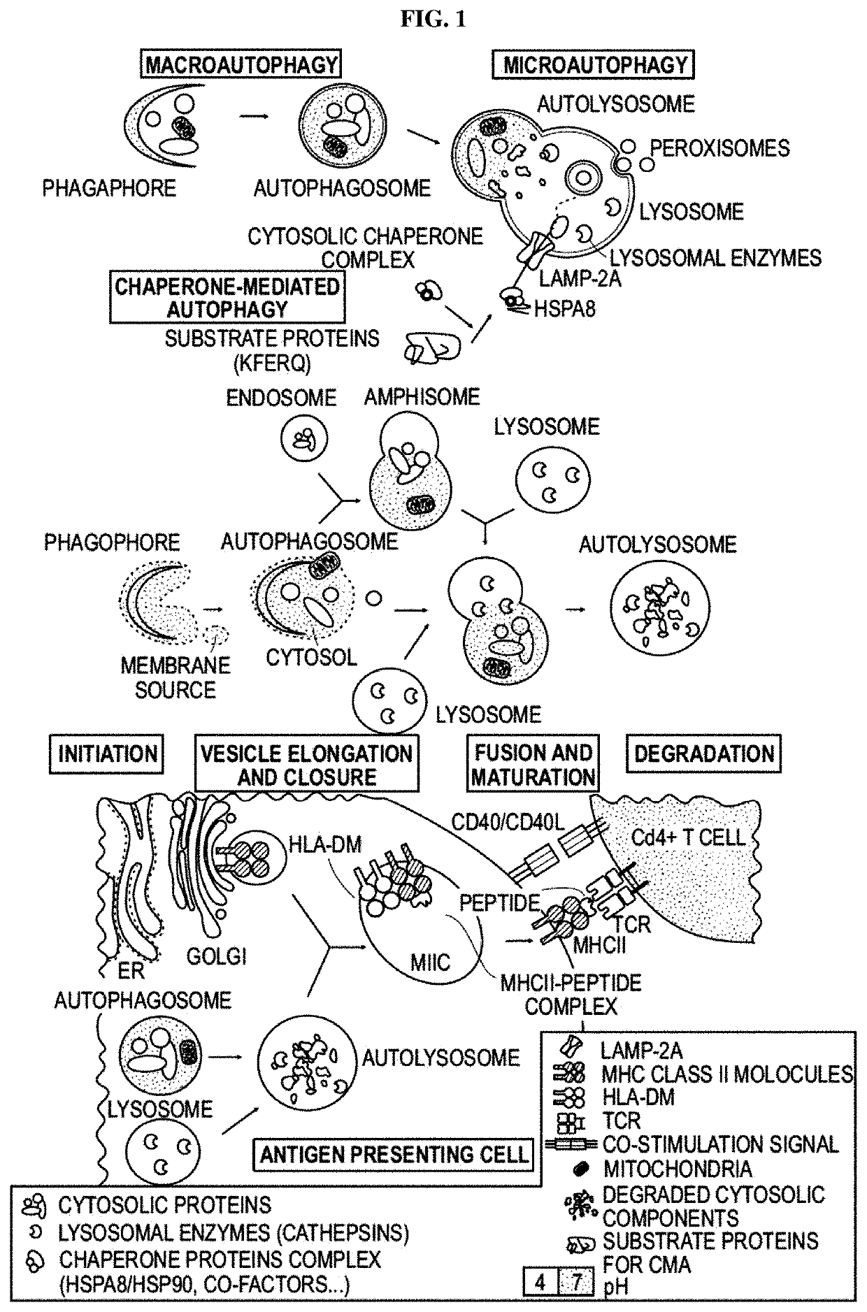 Modified peptides and their use for treating systemic lupus erythematosus