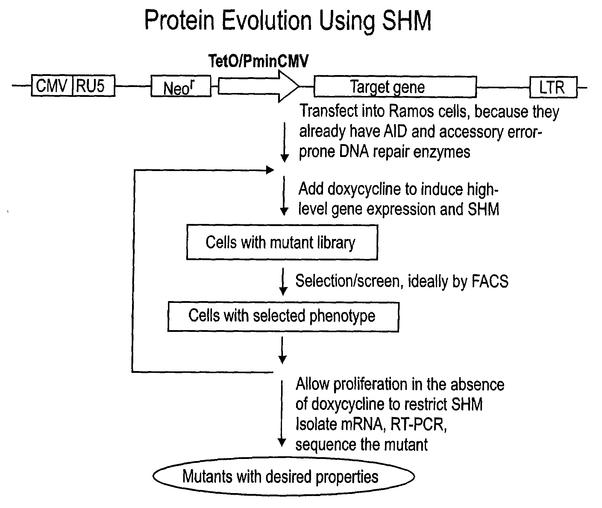 Methods for engineering polypeptide variants via somatic hypermutation and polypeptide made thereby