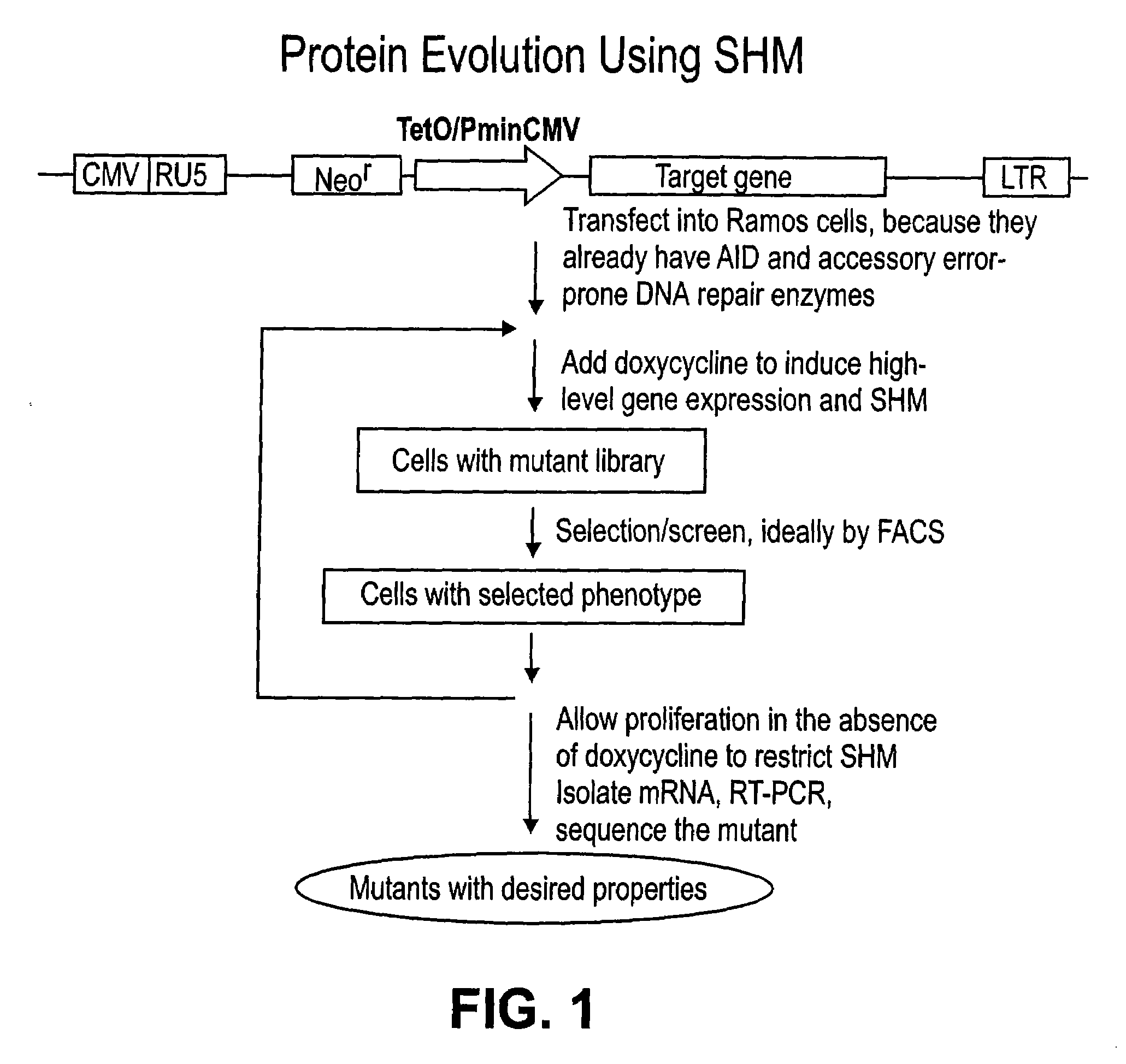 Methods for engineering polypeptide variants via somatic hypermutation and polypeptide made thereby