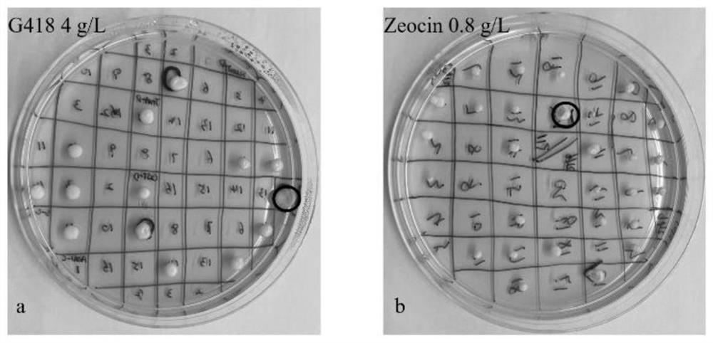 Engineering yeast strain with high yield of hyaluronidase and application of engineering yeast strain