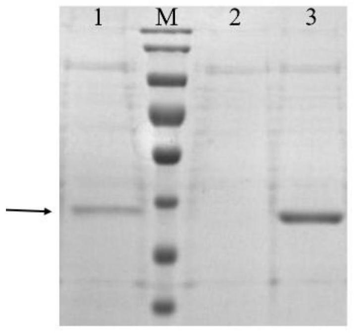 Engineering yeast strain with high yield of hyaluronidase and application of engineering yeast strain