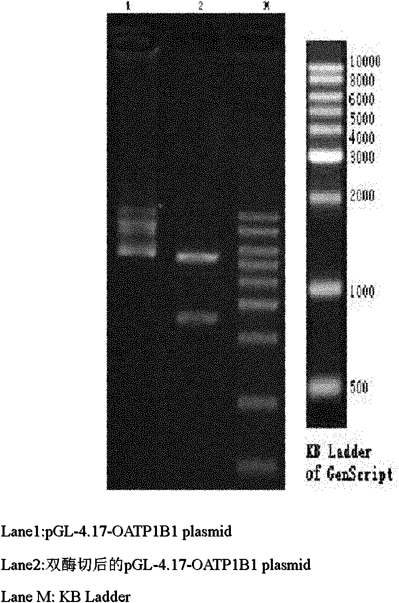 Recombinant plasmid containing OATP1B1 promoter and reporter gene and method for screening OATP1B1 inducer