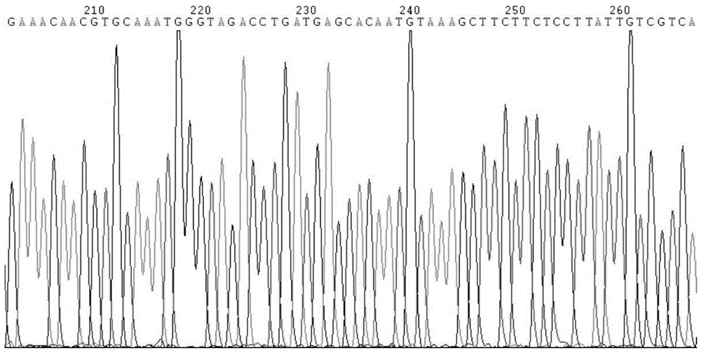 A kind of method and application of rapid detection Saccharum spsb gene polymorphism