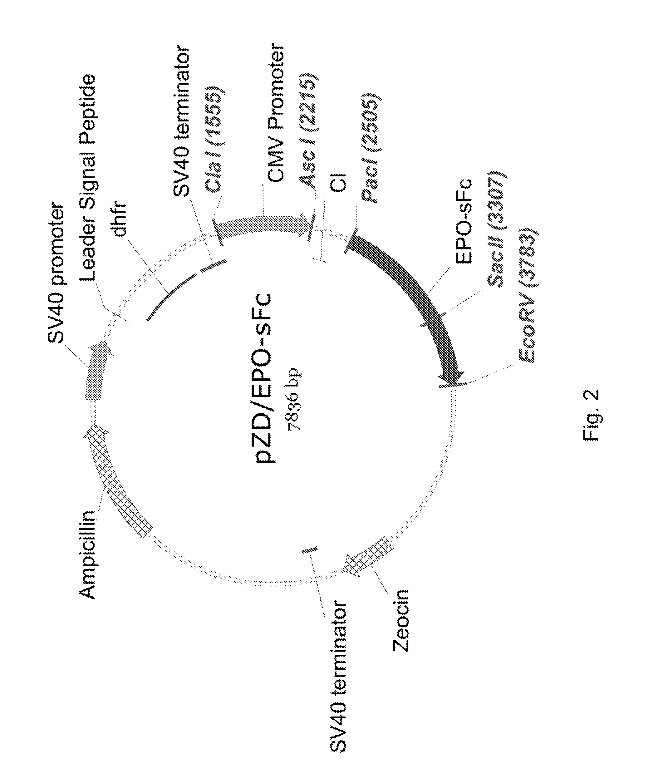 Immunoglobulin fusion proteins and uses thereof