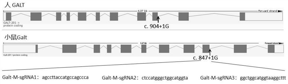 A kind of sgRNA guide sequence specifically targeting mouse galt gene and its application