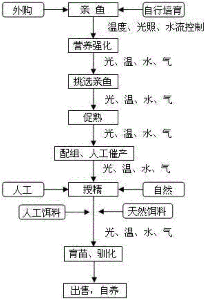 Breeding method of puffer fish