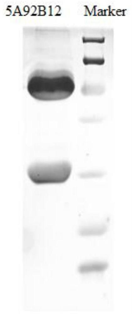 Hybridoma cell strain, canine parvovirus VP2 protein monoclonal antibody generated by hybridoma cell strain and application