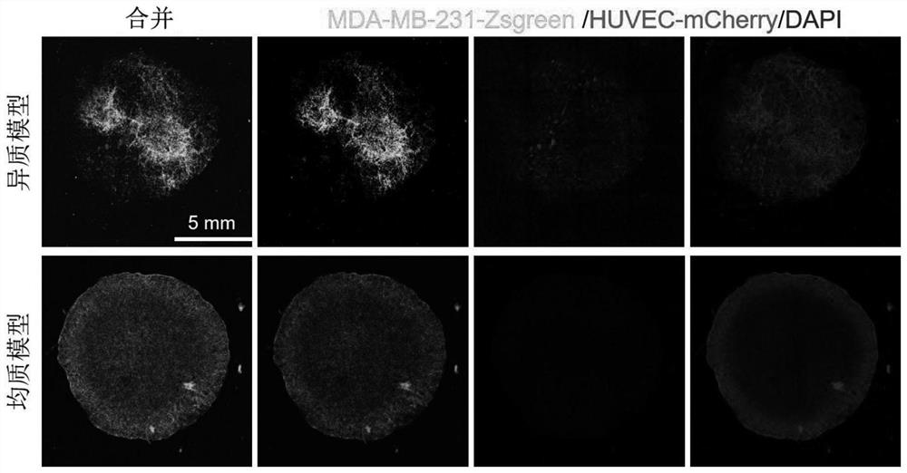 Heterogeneous tumor model as well as preparation method and application thereof