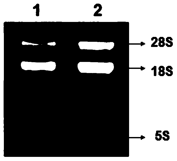 MsrA gene and protein of white tip shark as well as method for extracting gene