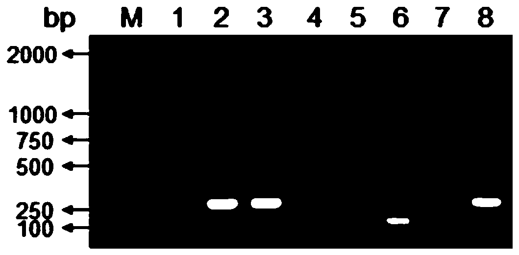 MsrA gene and protein of white tip shark as well as method for extracting gene