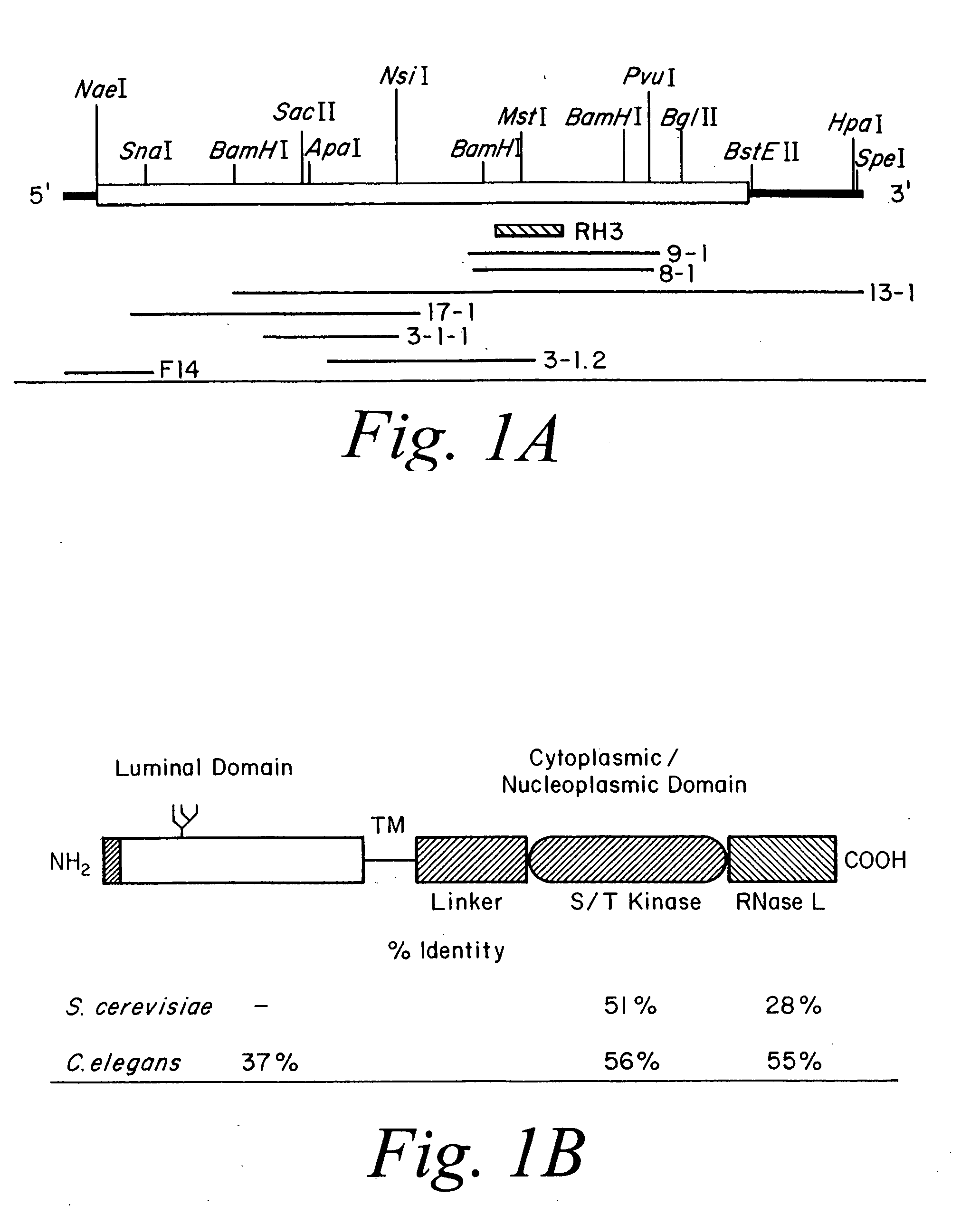 Ire1p, novel mammalian protein, and gene encoding same