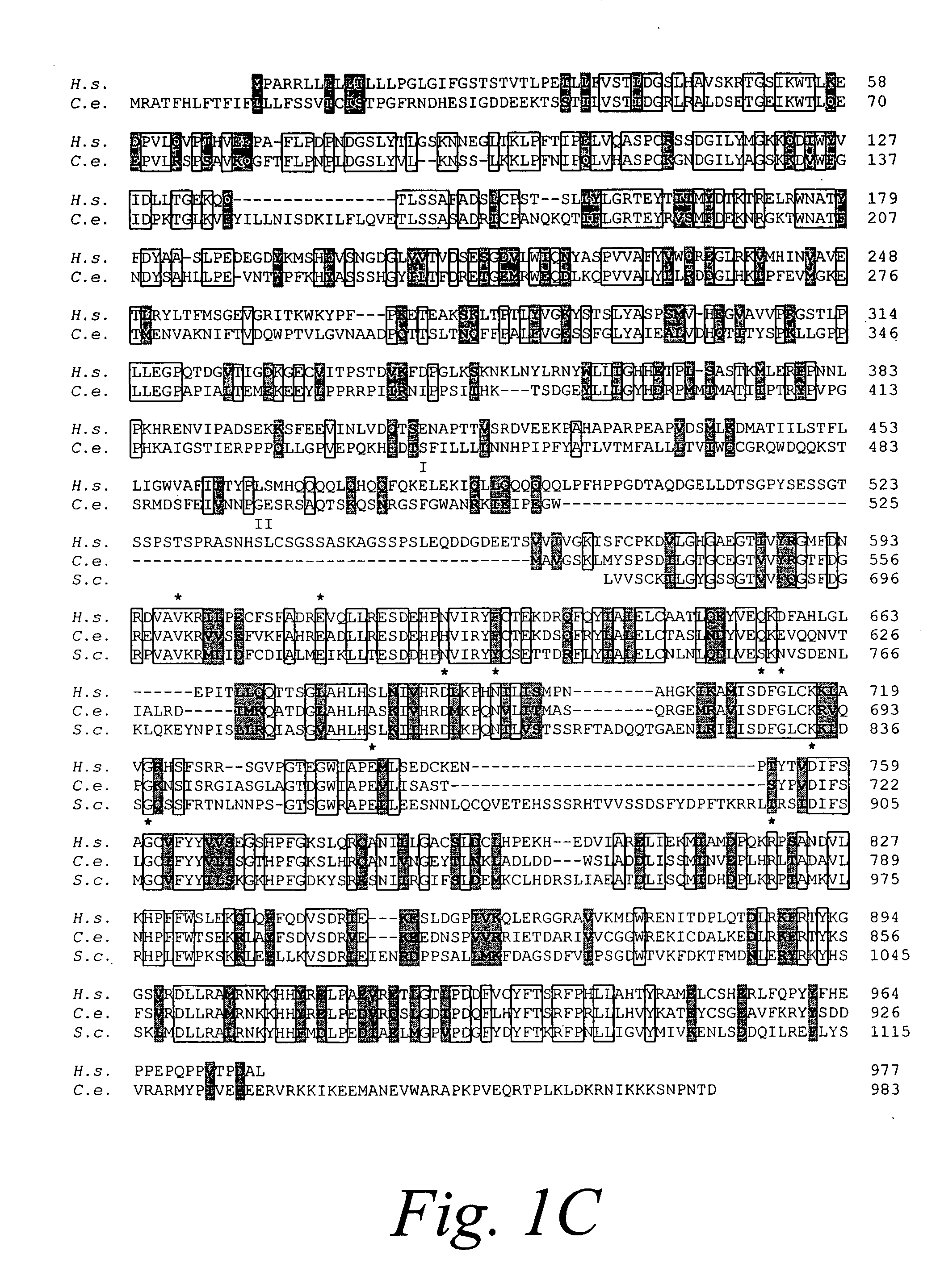 Ire1p, novel mammalian protein, and gene encoding same