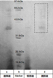 A protein hydrophobic separation and purification membrane based on cellulose fibers