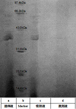 A protein hydrophobic separation and purification membrane based on cellulose fibers