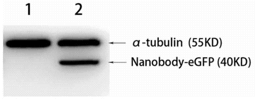 Specific binding PRRS (Porcine Reproductive and Respiratory Syndrome) virus non-structural protein Nsp9 nanobody and application thereof