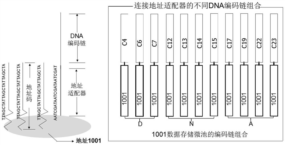 DNA information storage parallel addressing write-in method and system