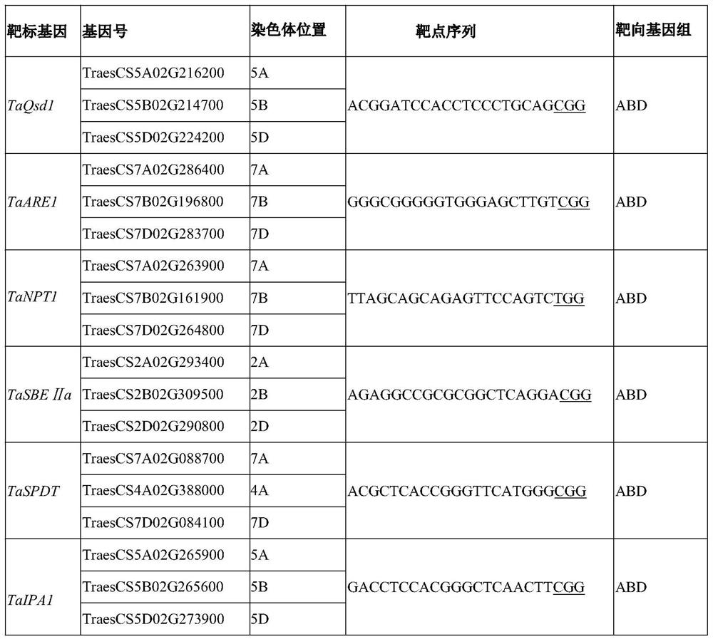 CRISPR/Cas9 system mediated wheat polygene knockout editing system