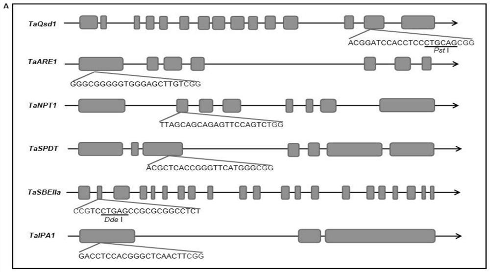 CRISPR/Cas9 system mediated wheat polygene knockout editing system