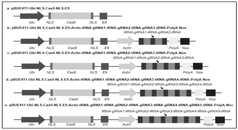 CRISPR/Cas9 system mediated wheat polygene knockout editing system