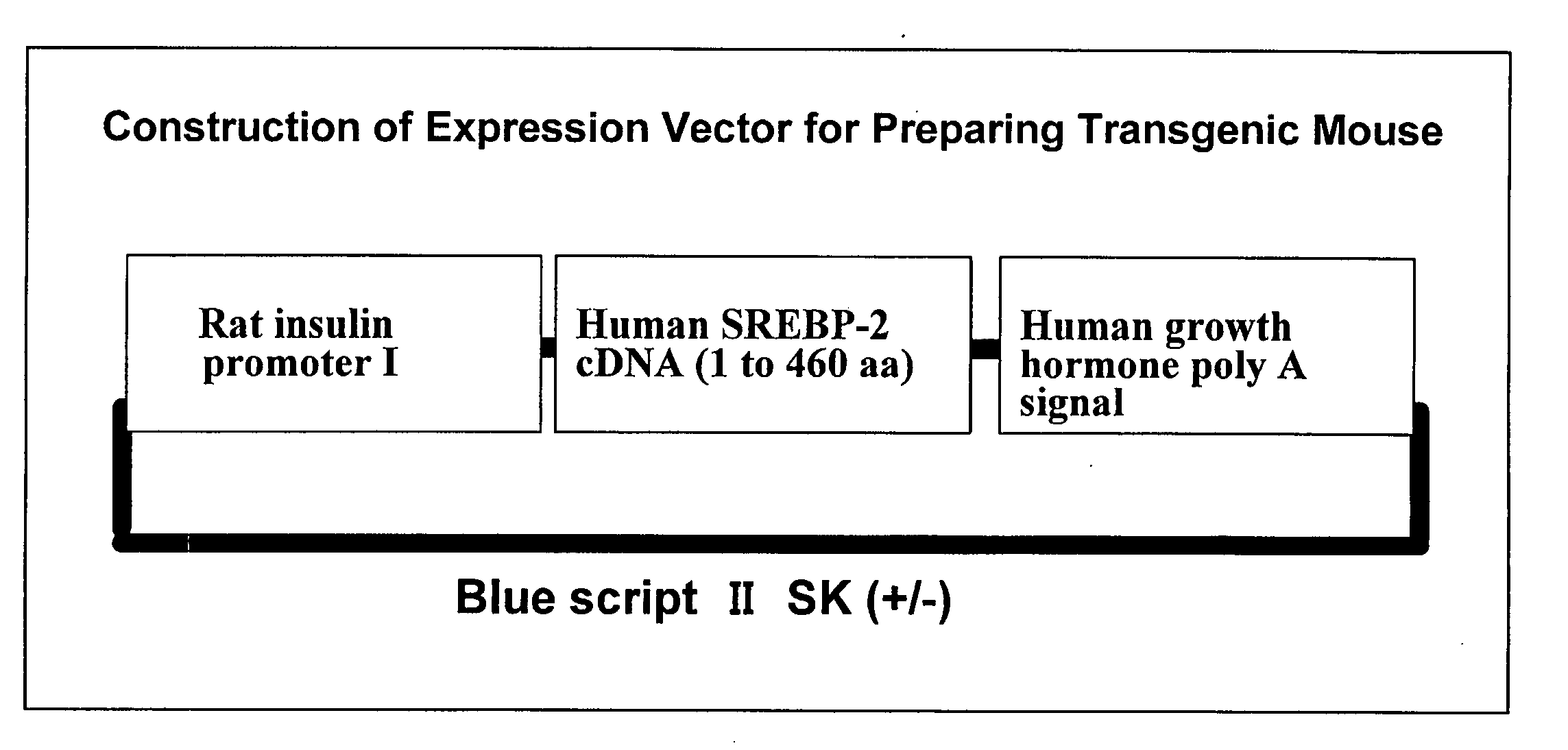 Nonhuman transgenic animal as type 2 diabetes model