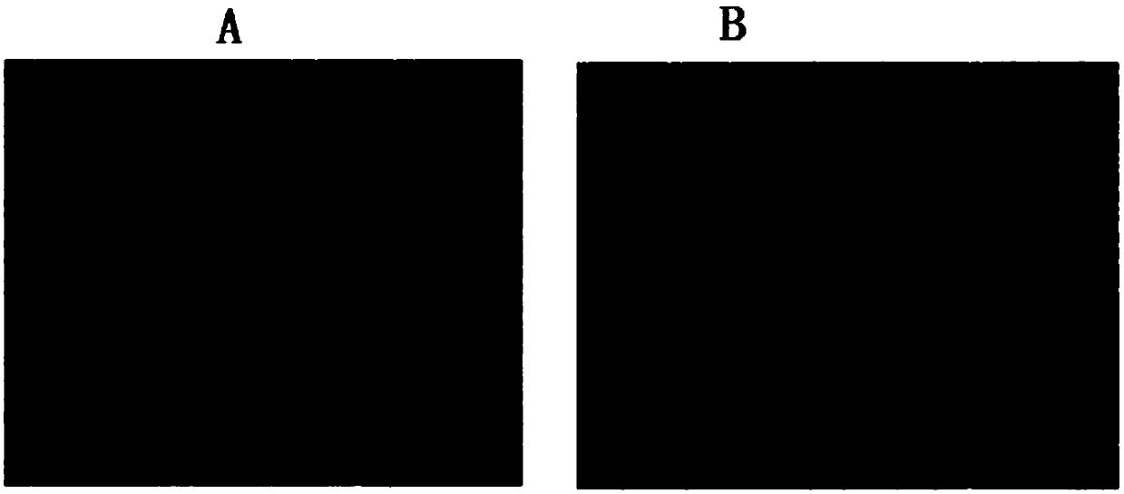 A targeted superparamagnetic monodisperse nanoflower probe and its preparation and application