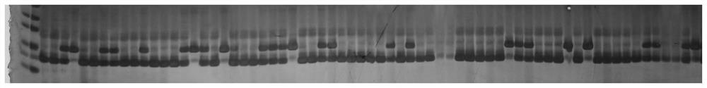 Primer group for constructing broad bean fingerprint spectrum, fingerprint spectrum and application