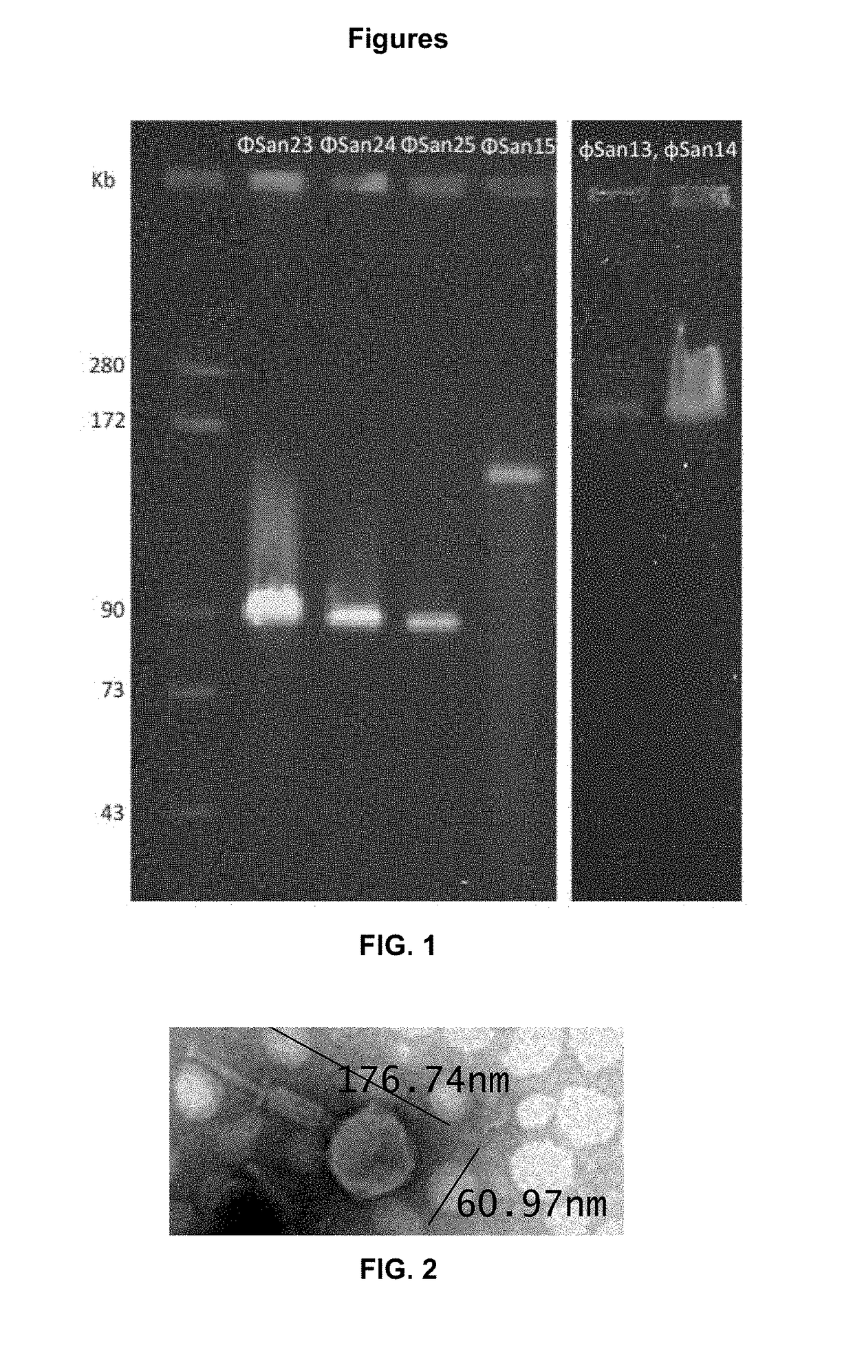 Composition comprising bacteriophages for reducing, eliminating and/or preventing salmonella enteritidis, salmonella typhimurium and salmonella paratyphi b